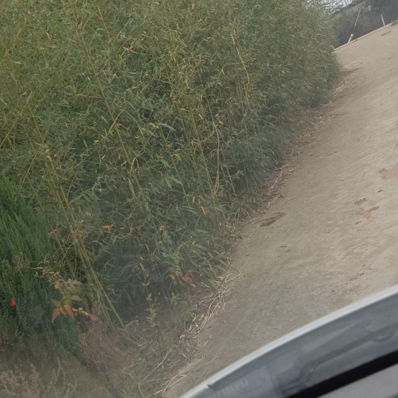 各种规格竹苗