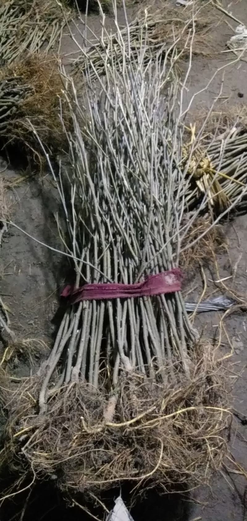 鸡爪桑海宁鸡甜桑观赏性强，盆栽地栽都行果子鲜甜