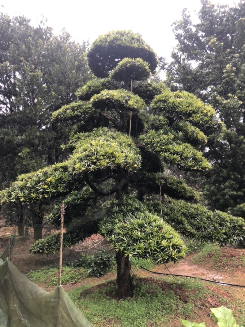 精品罗汉松，造型罗汉松，临水罗汉松，罗汉松基地