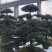 精品罗汉松，造型罗汉松，临水罗汉松，罗汉松基地