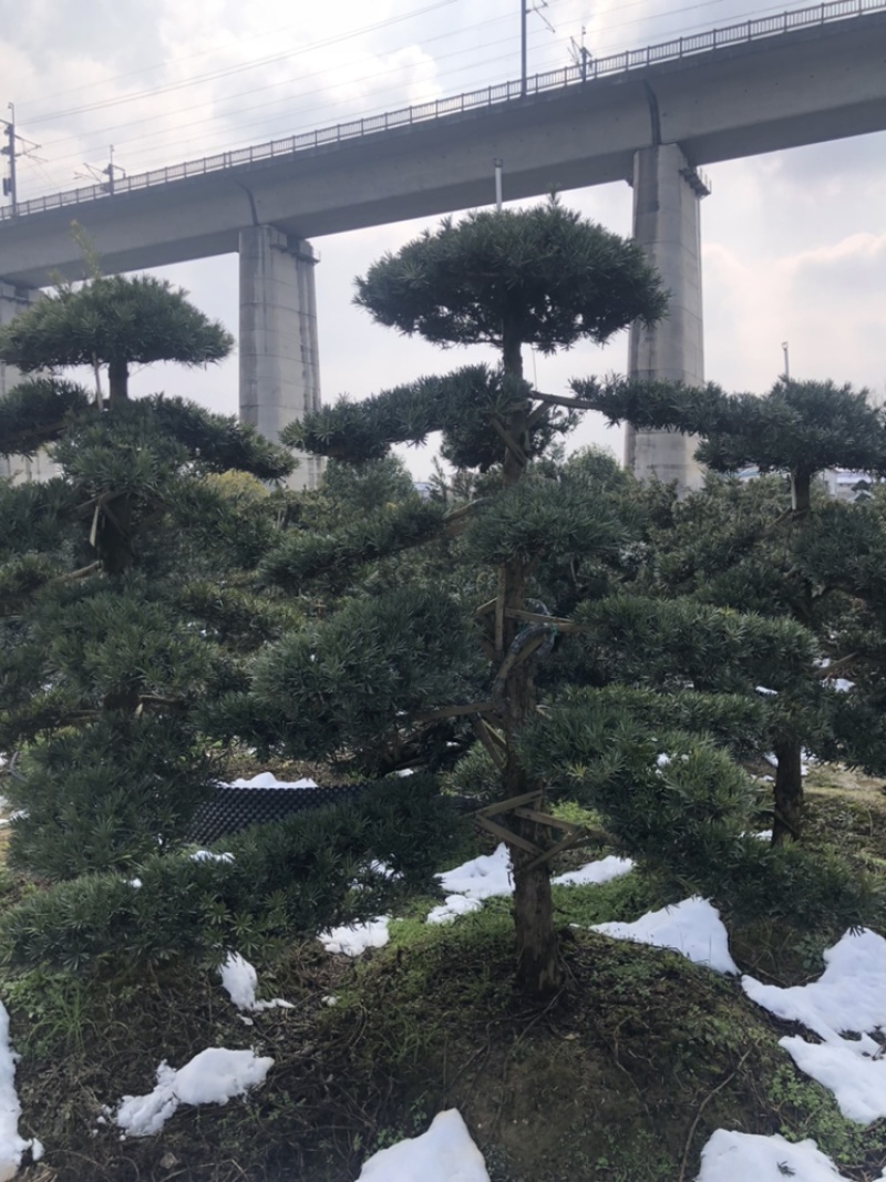 精品罗汉松，造型罗汉松，临水罗汉松，罗汉松基地