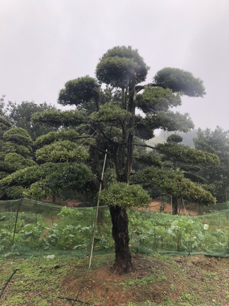 精品罗汉松，造型罗汉松，临水罗汉松，罗汉松基地