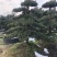 精品罗汉松，造型罗汉松，临水罗汉松，罗汉松基地