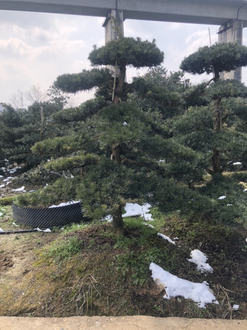 精品罗汉松，造型罗汉松，临水罗汉松，罗汉松基地