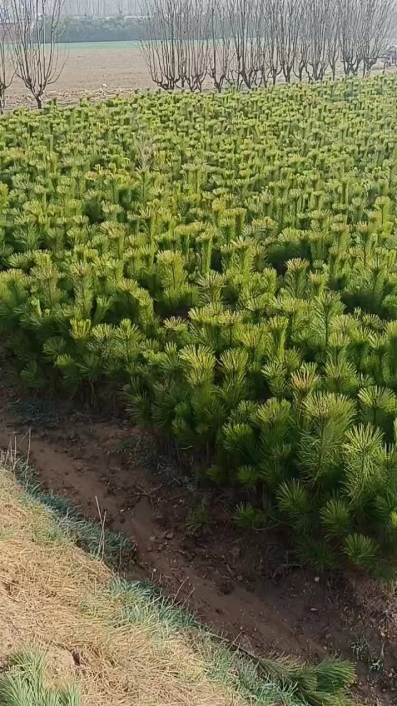 山东油松小苗油松规格齐全产地直销全国发货