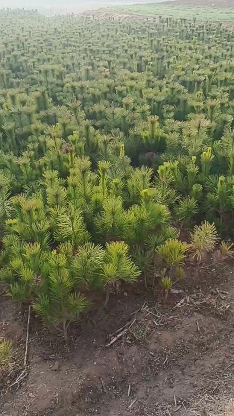山东油松小苗油松规格齐全产地直销全国发货