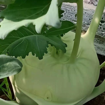 水果铁廉，大棚种植，皮簿无丝，干酒的佳品切丝凉拌食用。