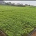 细叶绿杆空心菜，可以一直合作不限于空心菜