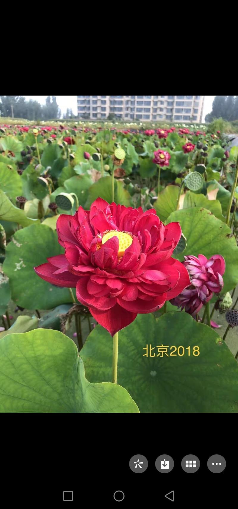 大红莲荷花，观赏荷花苗，精品荷花苗，深水荷花苗，品种齐全