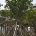 红花玉蕊