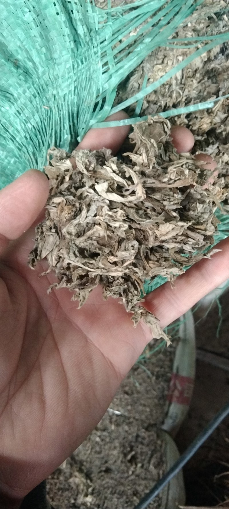 艾叶艾草两年陈艾叶端午艾叶大白野生艾叶两年三年陈艾