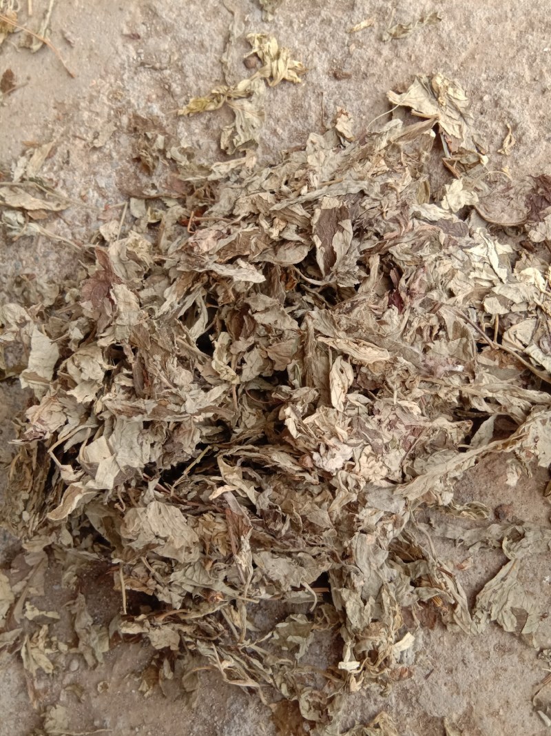 艾叶艾草两年陈艾叶端午艾叶大白野生艾叶两年三年陈艾