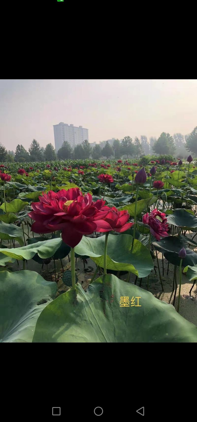 大红莲荷花，观赏荷花苗，精品荷花苗，深水荷花苗，品种齐全