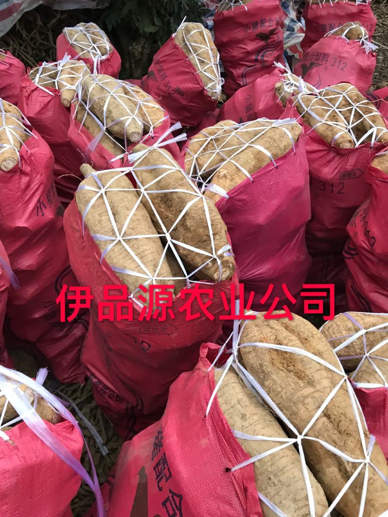 葛苗藤县葛根苗正宗无渣粉葛种苗产地直销