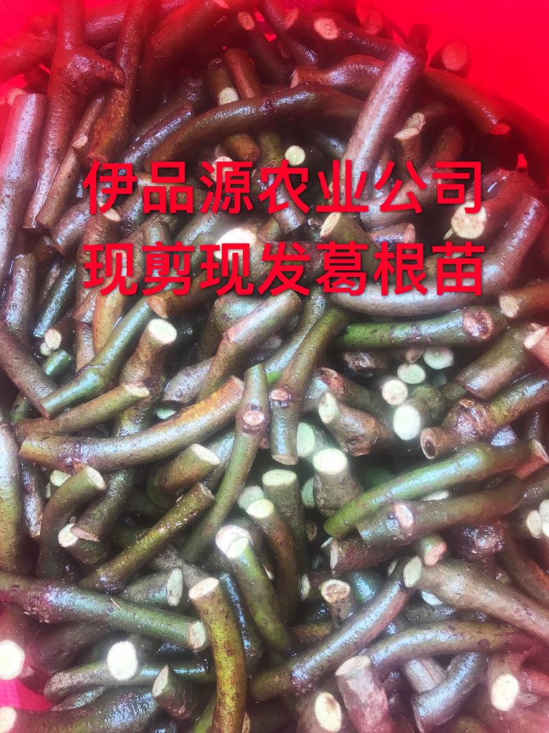 葛苗藤县葛根苗正宗无渣粉葛种苗产地直销