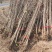 6公分银杏苗。江苏邳州思源绿化银杏苗大量出圃