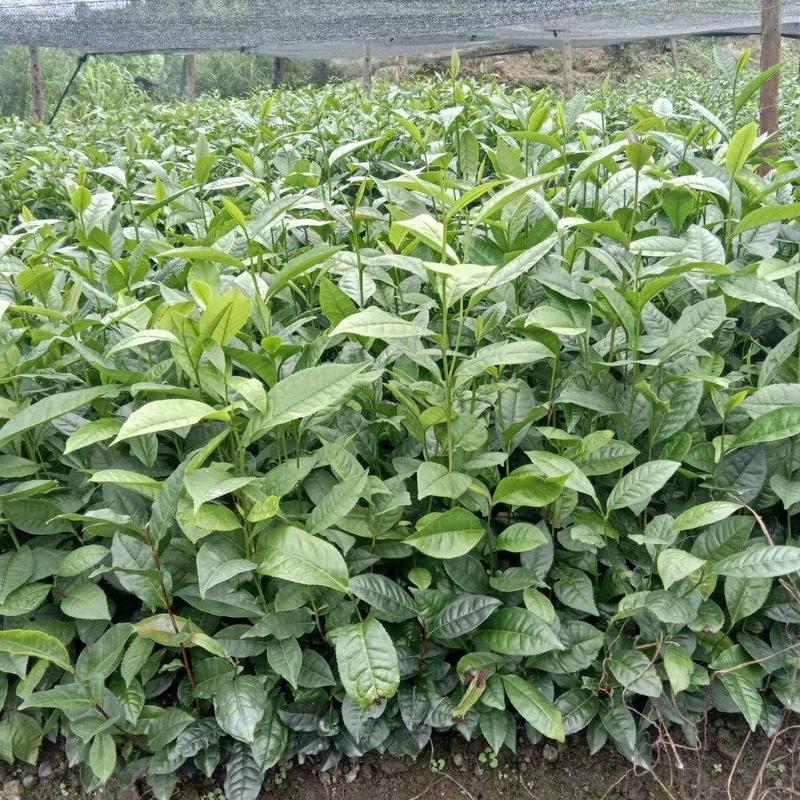 大叶种！营养盆栽茶树苗，规格有：1公分一5分，5一10公