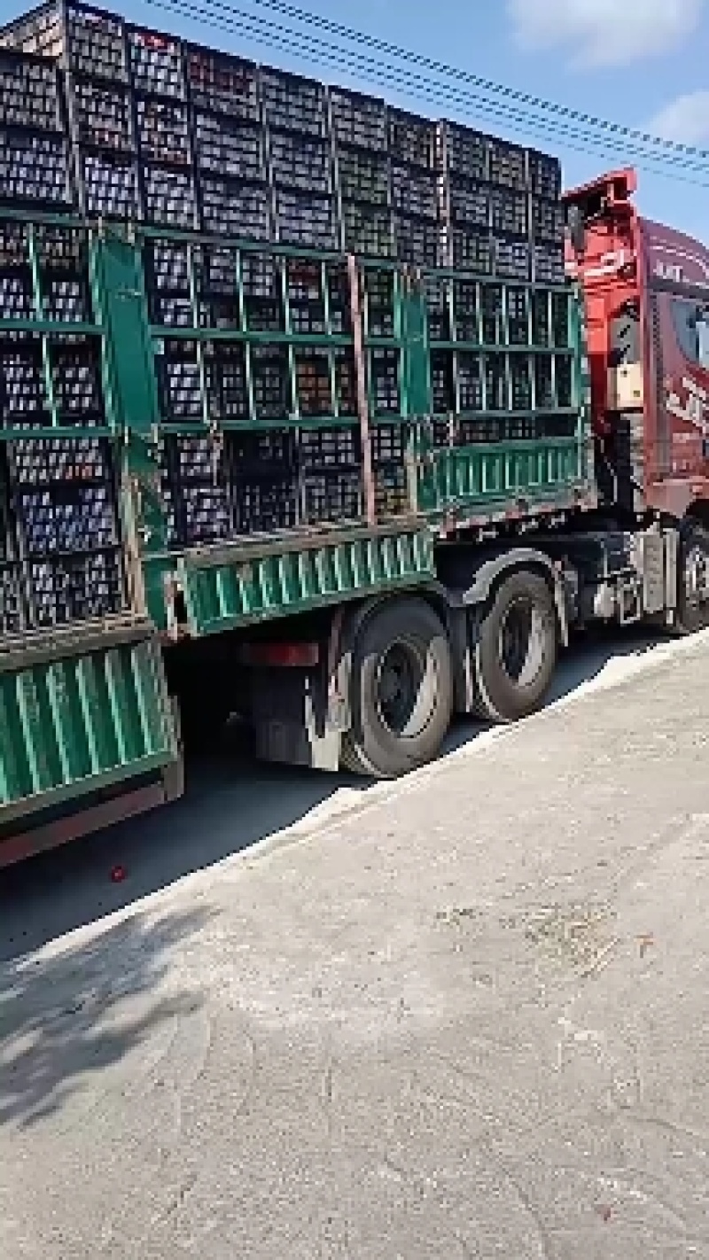孤一左右小果电商西红柿果形漂亮，专业码工做各种包装