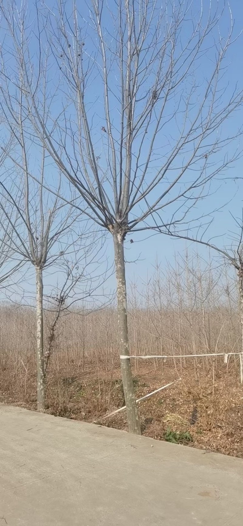 法桐速生法桐原生多年带帽苗圃直供一手货源