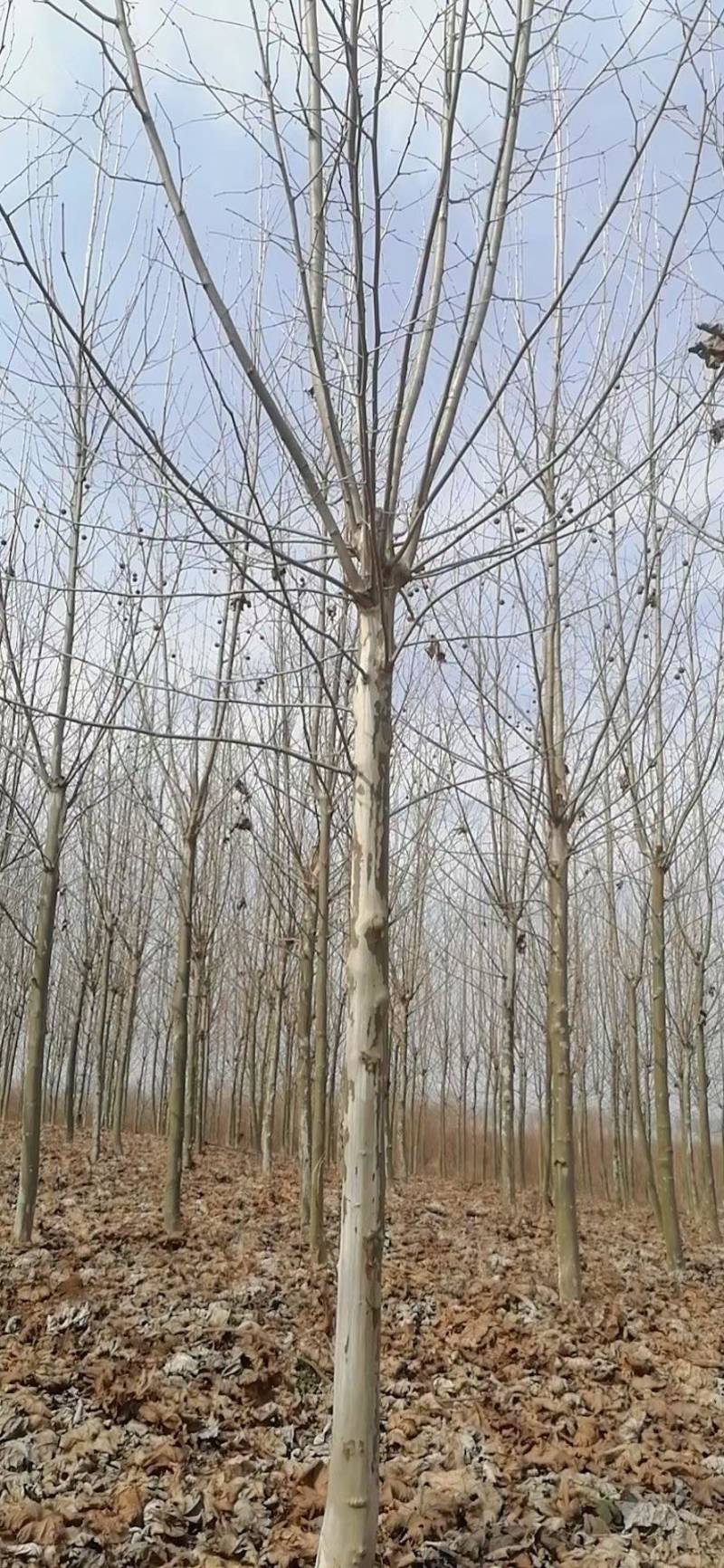 法桐速生法桐原生多年带帽苗圃直供一手货源