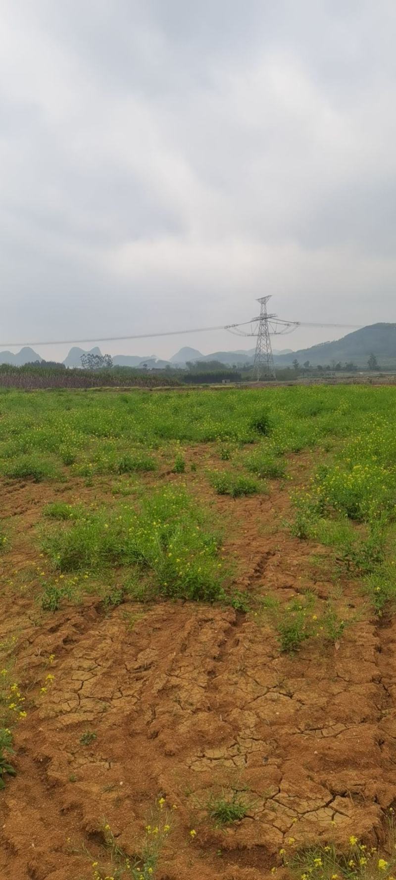 广西崇左土地流转旱地