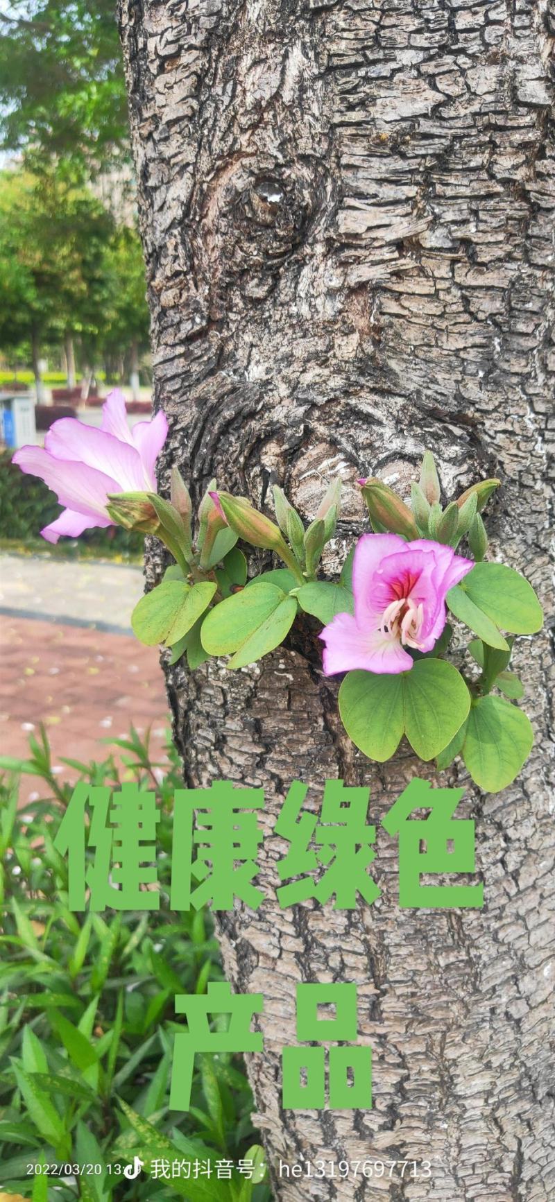 海鲜腊肠