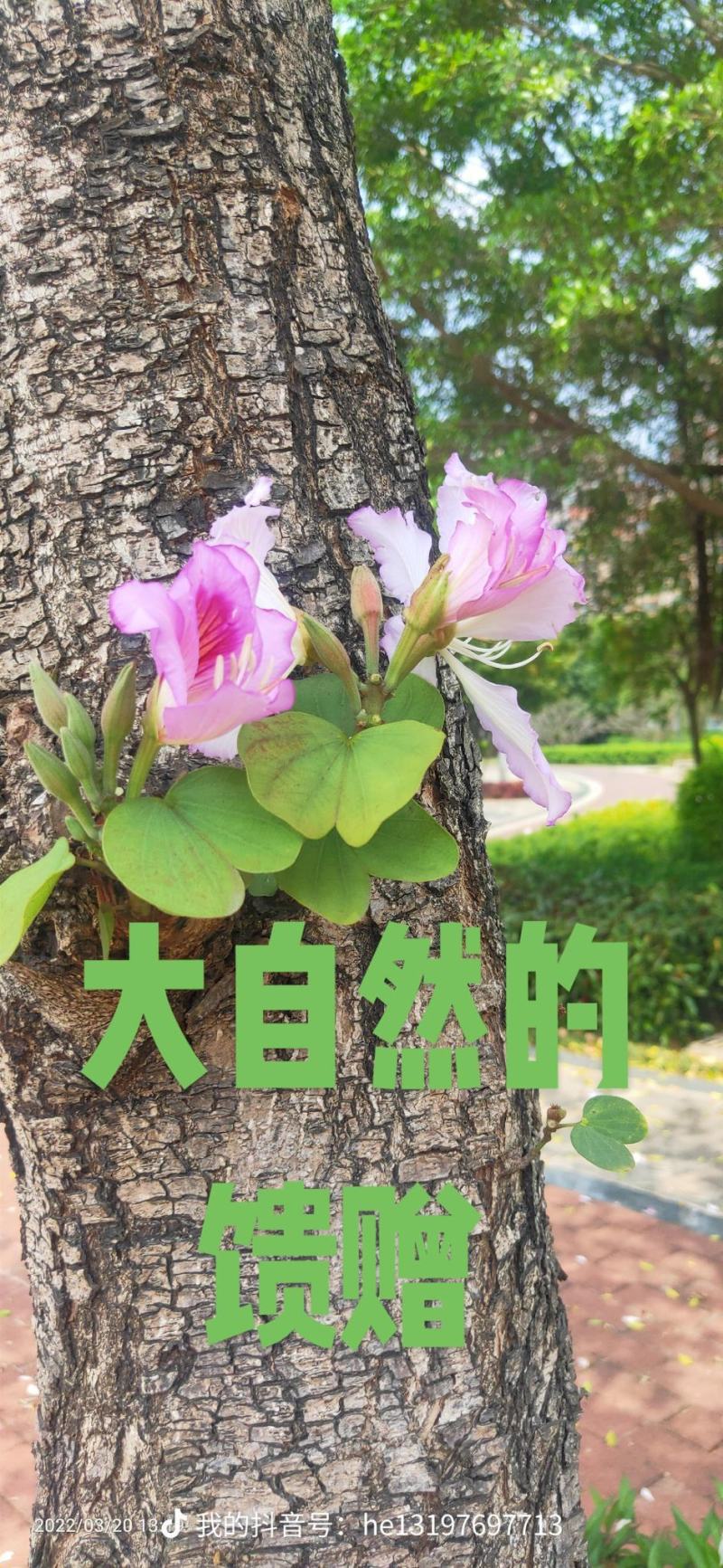 海鲜腊肠