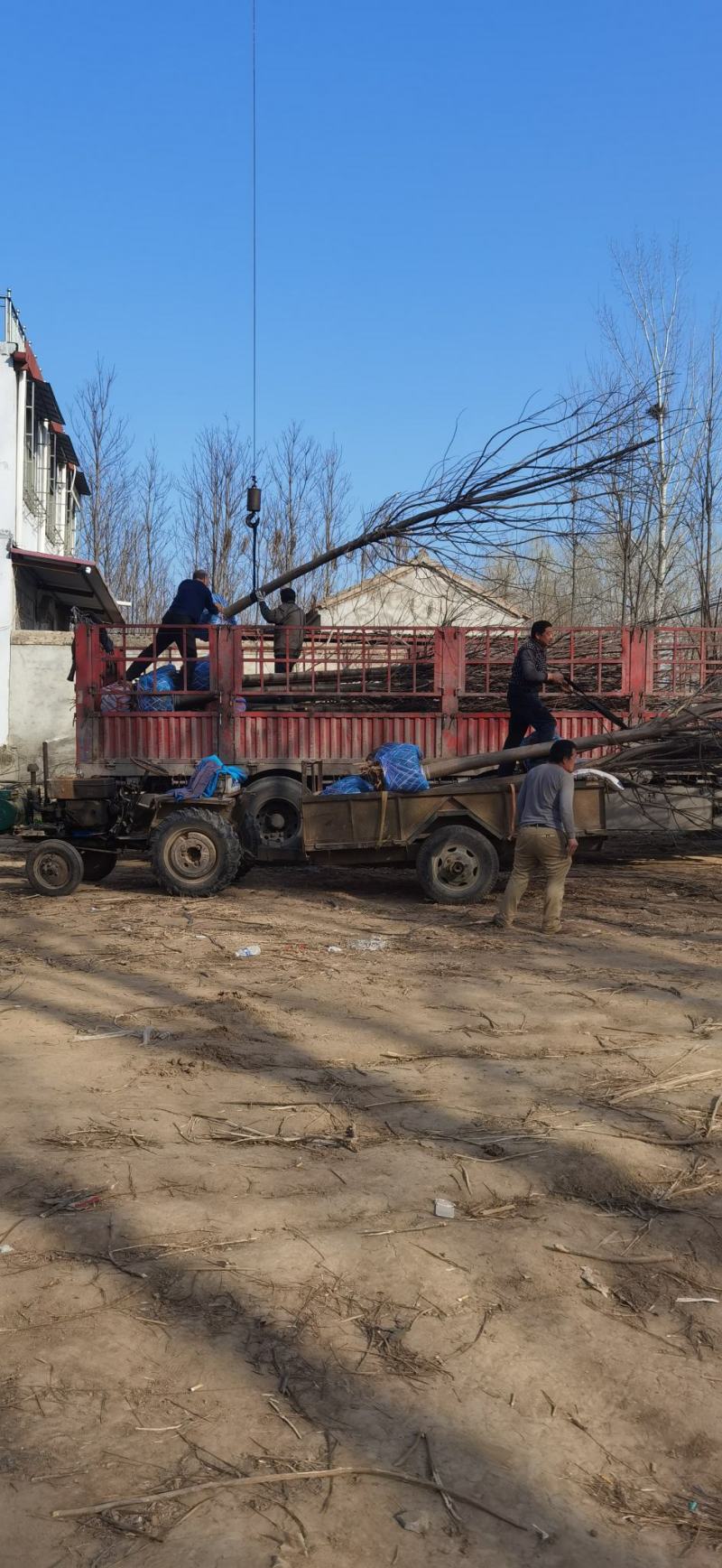 精品楸树苗，产地直发，量大从优，欢迎进店联系