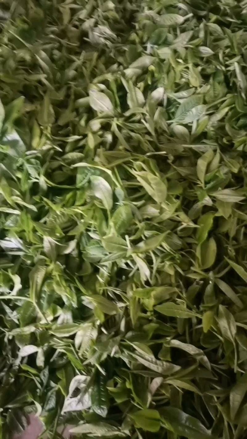 2022头春茶绿茶茶叶香浓型毛尖茶云南茶，厂家自产自销