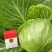 精品大棚甘蓝基地种植货源充足质量保证代发全