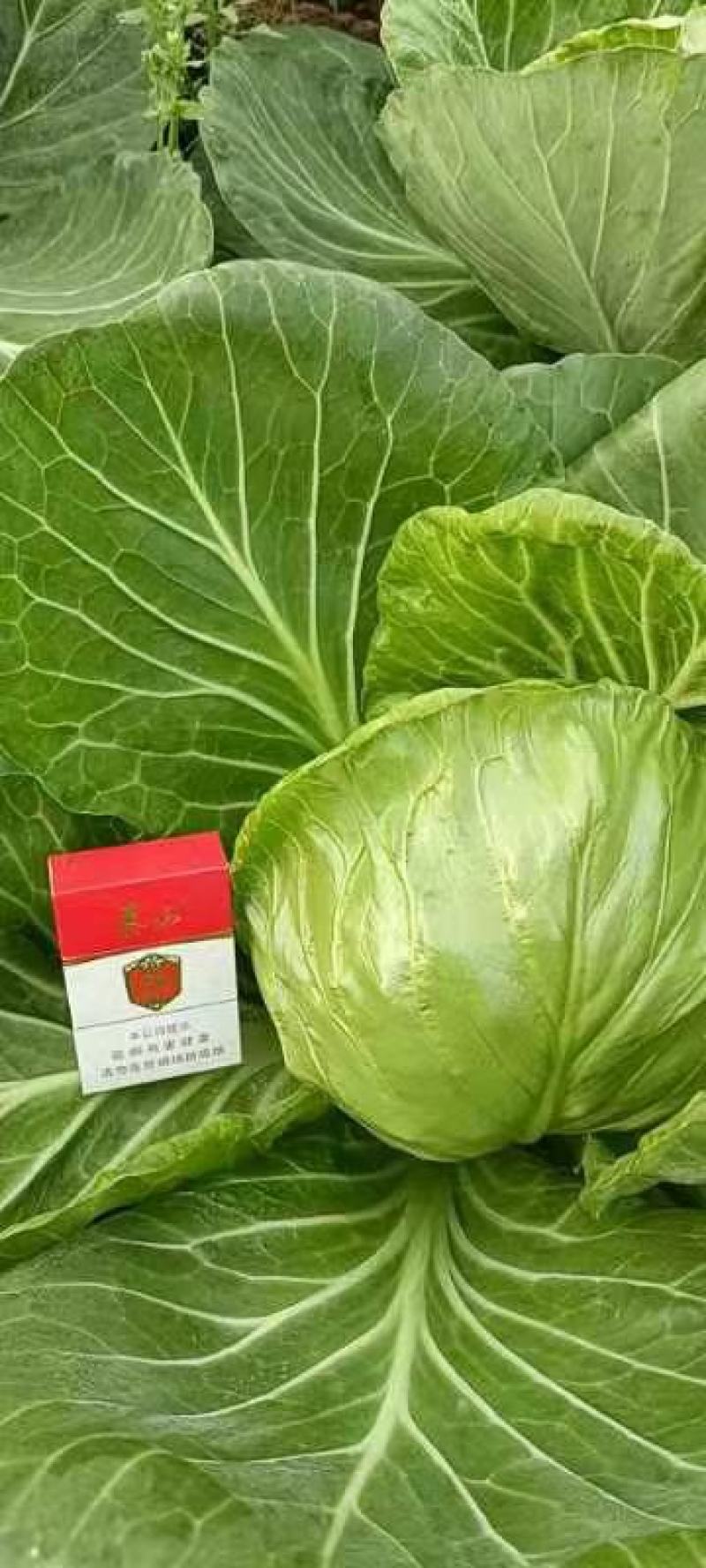 精品大棚甘蓝基地种植货源充足质量保证代发全