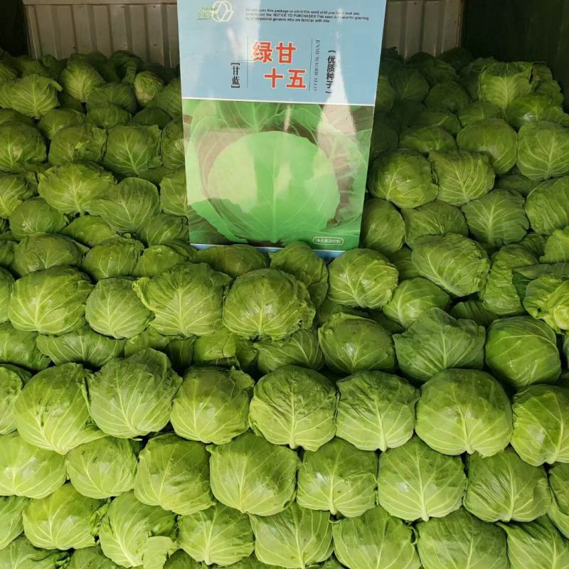 精品大棚甘蓝基地种植货源充足质量保证代发全