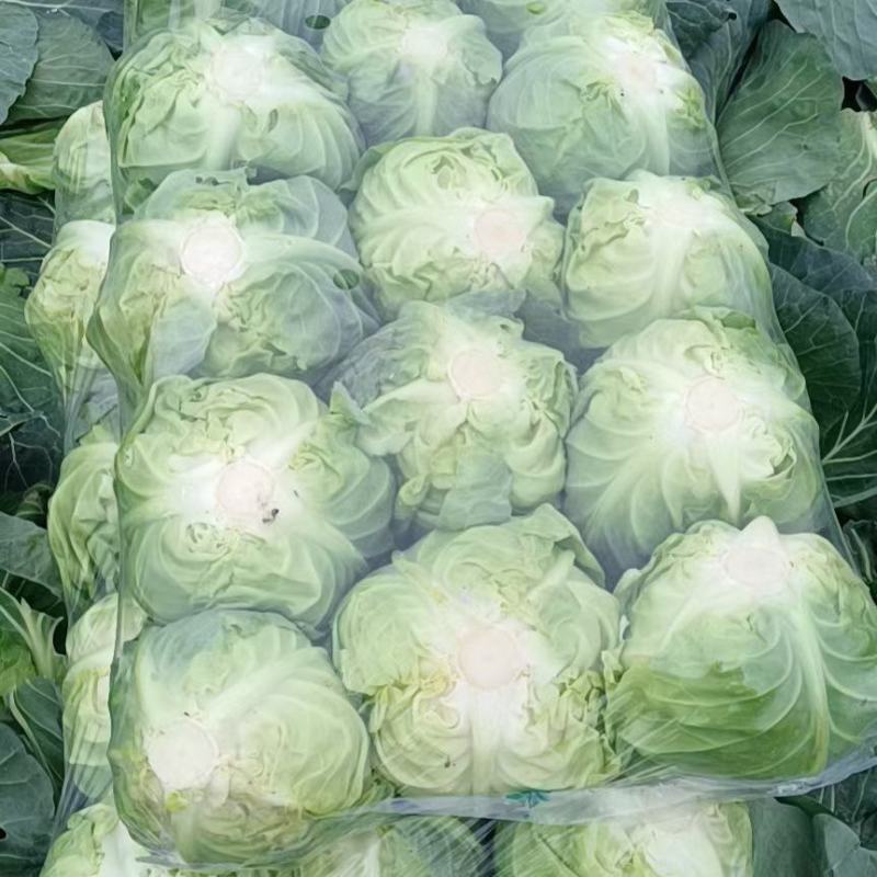 精品大棚甘蓝基地种植货源充足质量保证代发全