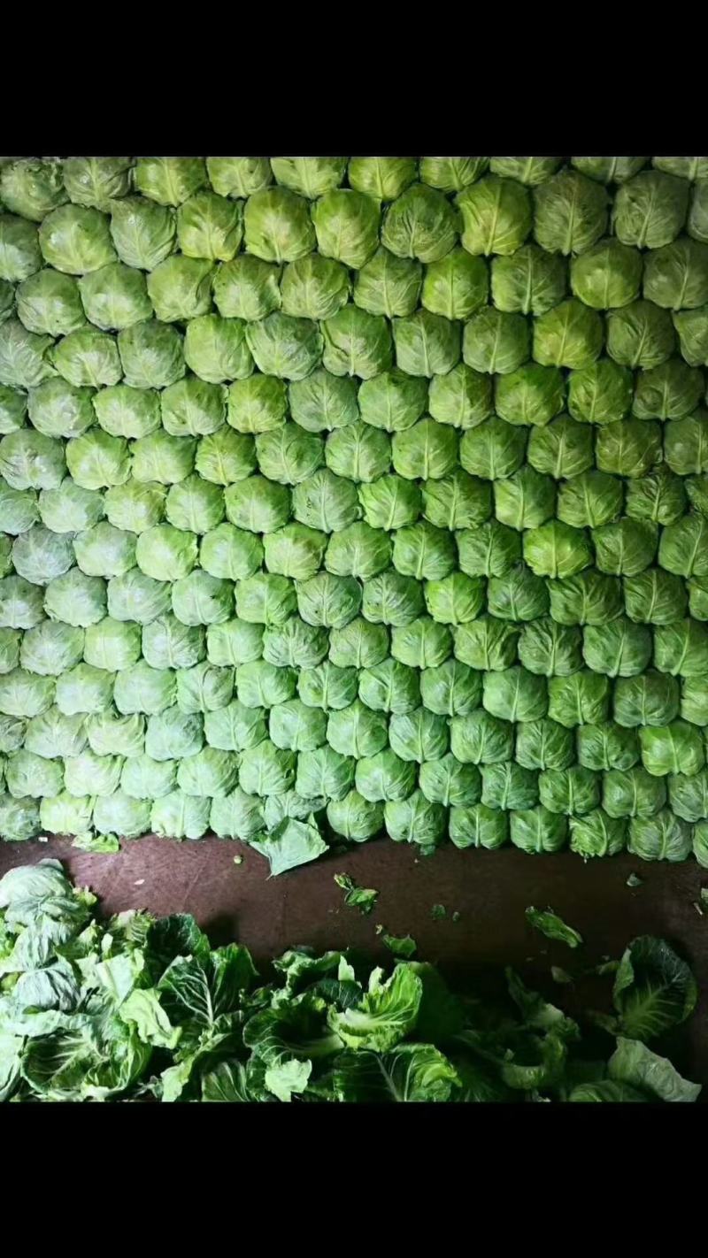 精品大棚甘蓝基地种植货源充足质量保证代发全