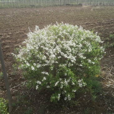 【优质】珍珠绣线菊大量现货，基地直发，欢迎看货联系