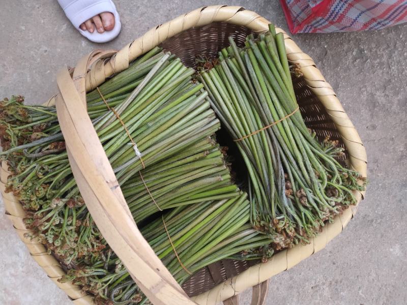 大量提供纯绿色食品