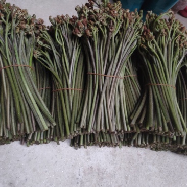 大量提供纯绿色食品