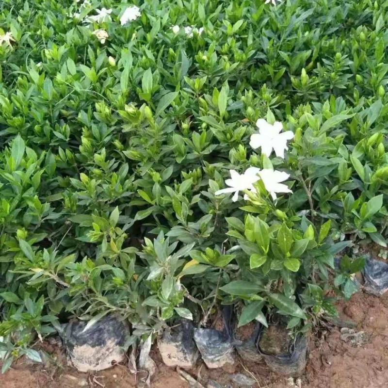 栀子花花苗小叶桅子花庭院绿植桅子花树工程苗好养活四季常青