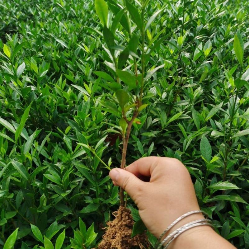 栀子花花苗小叶桅子花庭院绿植桅子花树工程苗好养活四季常青