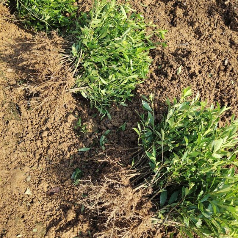 栀子花花苗小叶桅子花庭院绿植桅子花树工程苗好养活四季常青