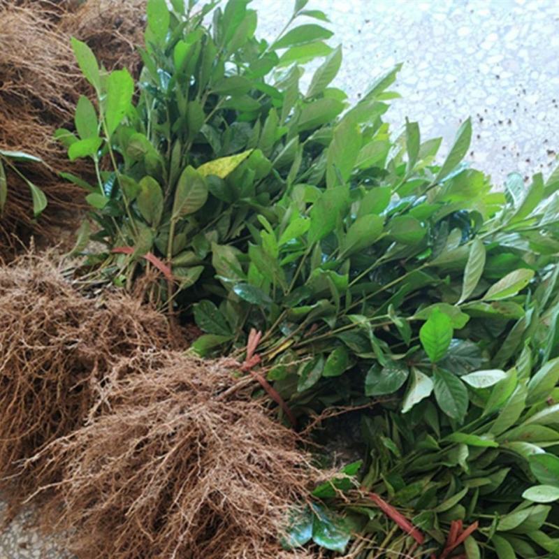 栀子花花苗小叶桅子花庭院绿植桅子花树工程苗好养活四季常青