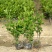 栀子花花苗小叶桅子花庭院绿植桅子花树工程苗好养活四季常青