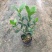 栀子花花苗小叶桅子花庭院绿植桅子花树工程苗好养活四季常青