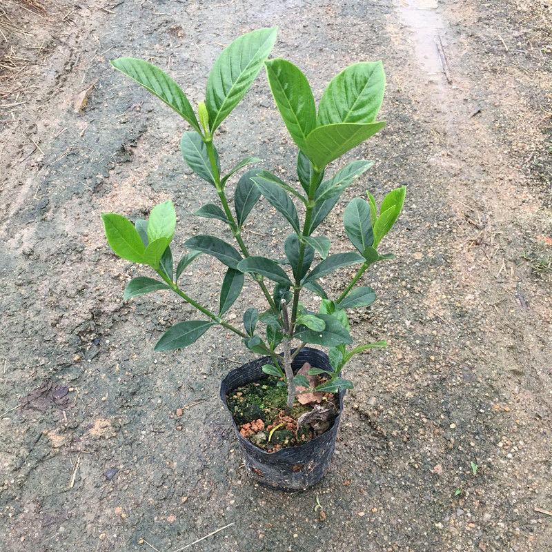 栀子花花苗小叶桅子花庭院绿植桅子花树工程苗好养活四季常青