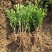 栀子花花苗小叶桅子花庭院绿植桅子花树工程苗好养活四季常青