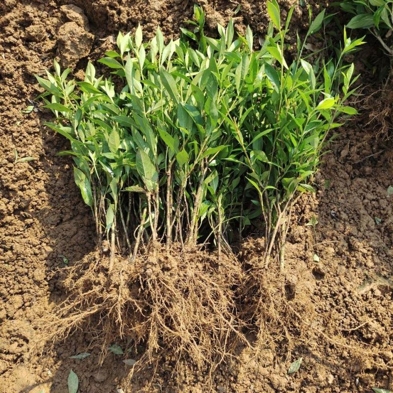 栀子花花苗小叶桅子花庭院绿植桅子花树工程苗好养活四季常青