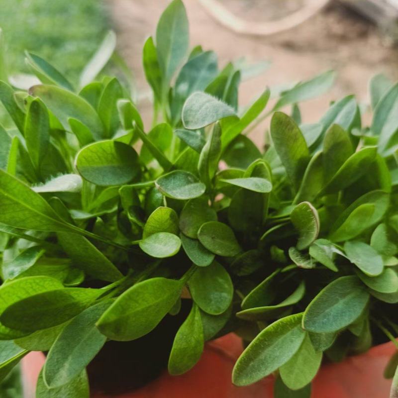 山东金鸡菊，基地直销大量有货，质量好价格低