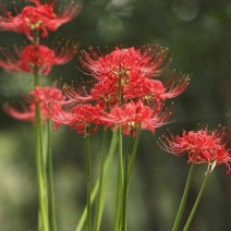 石蒜头，红花石蒜，岩蒜，老鸦蒜