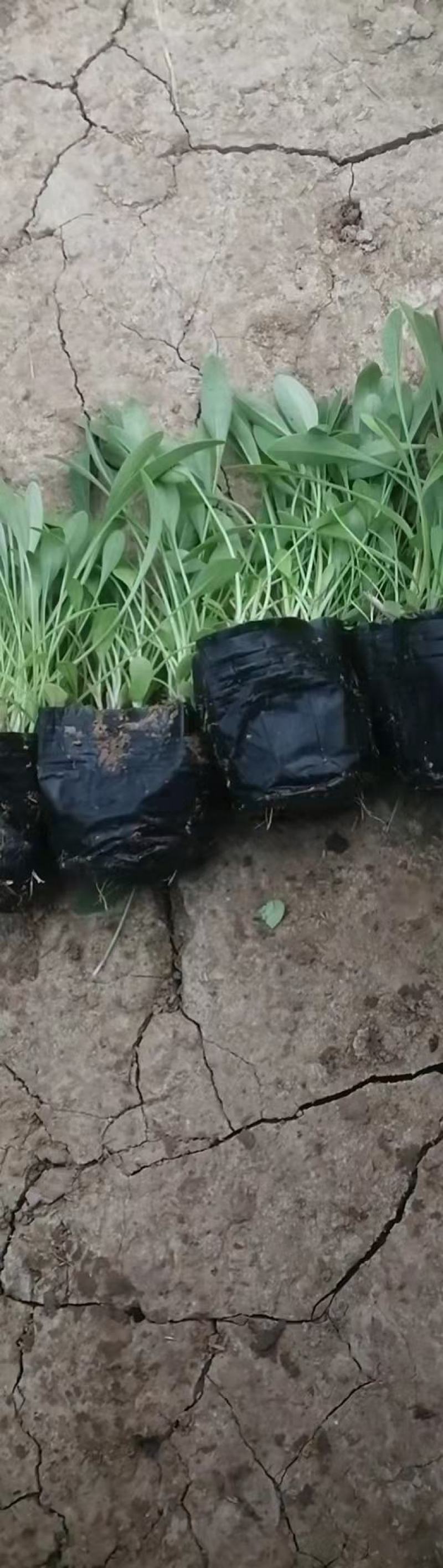 山东金鸡菊，基地直销大量有货，质量好价格低