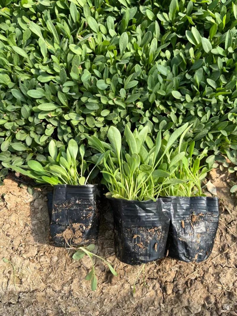 山东金鸡菊，基地直销大量有货，质量好价格低